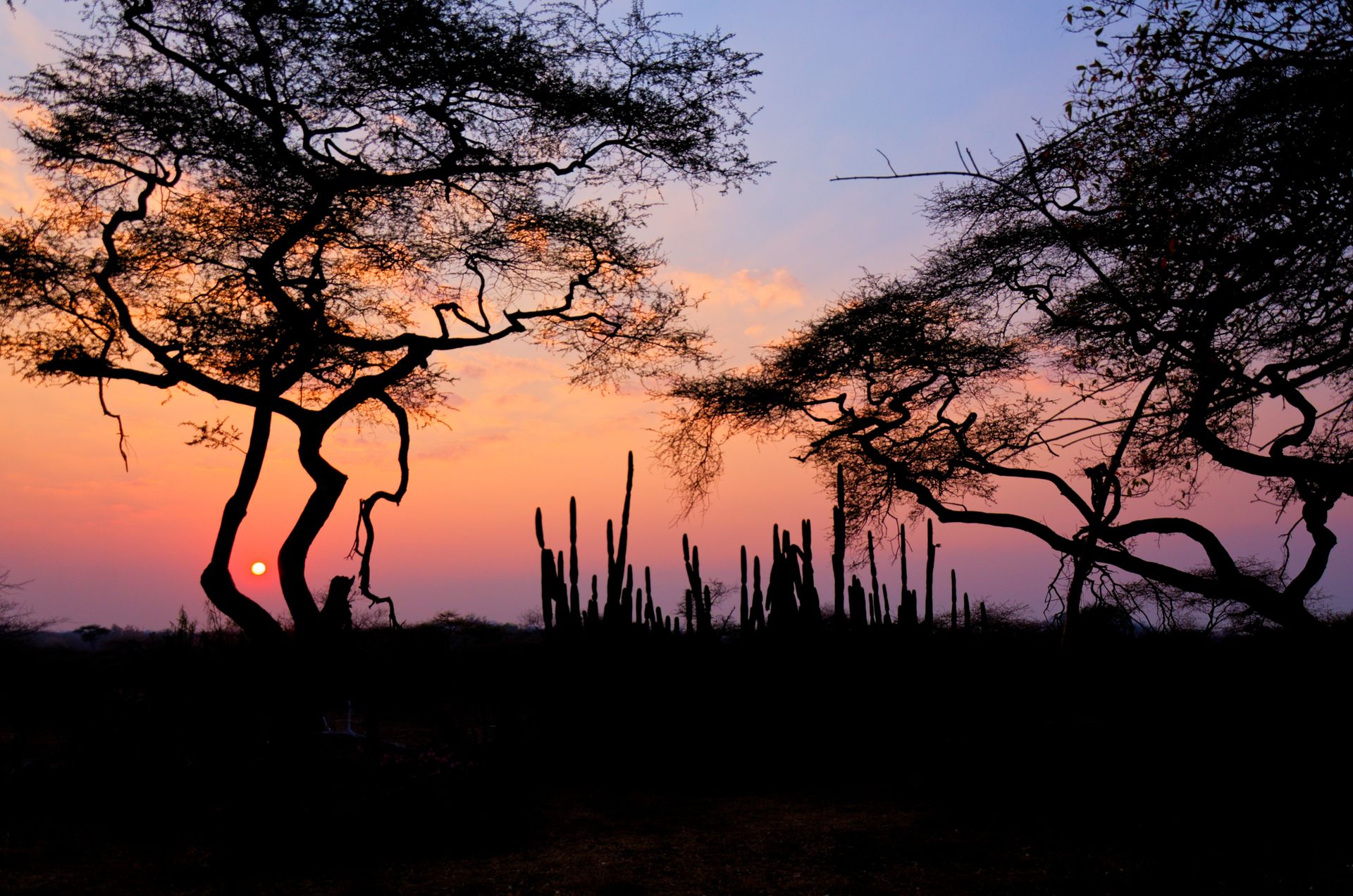 An African sunset framed by silhouetted trees