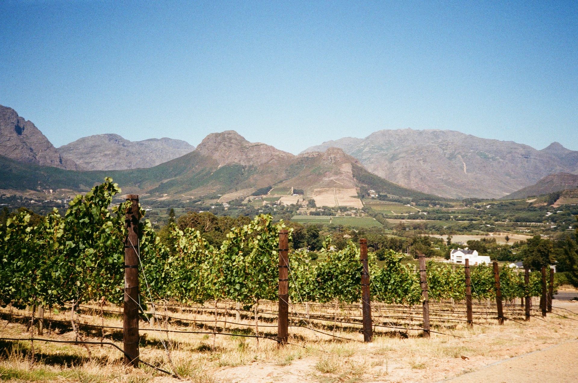 Vineyards and mountains in Franschhoek in the Cape Winelands