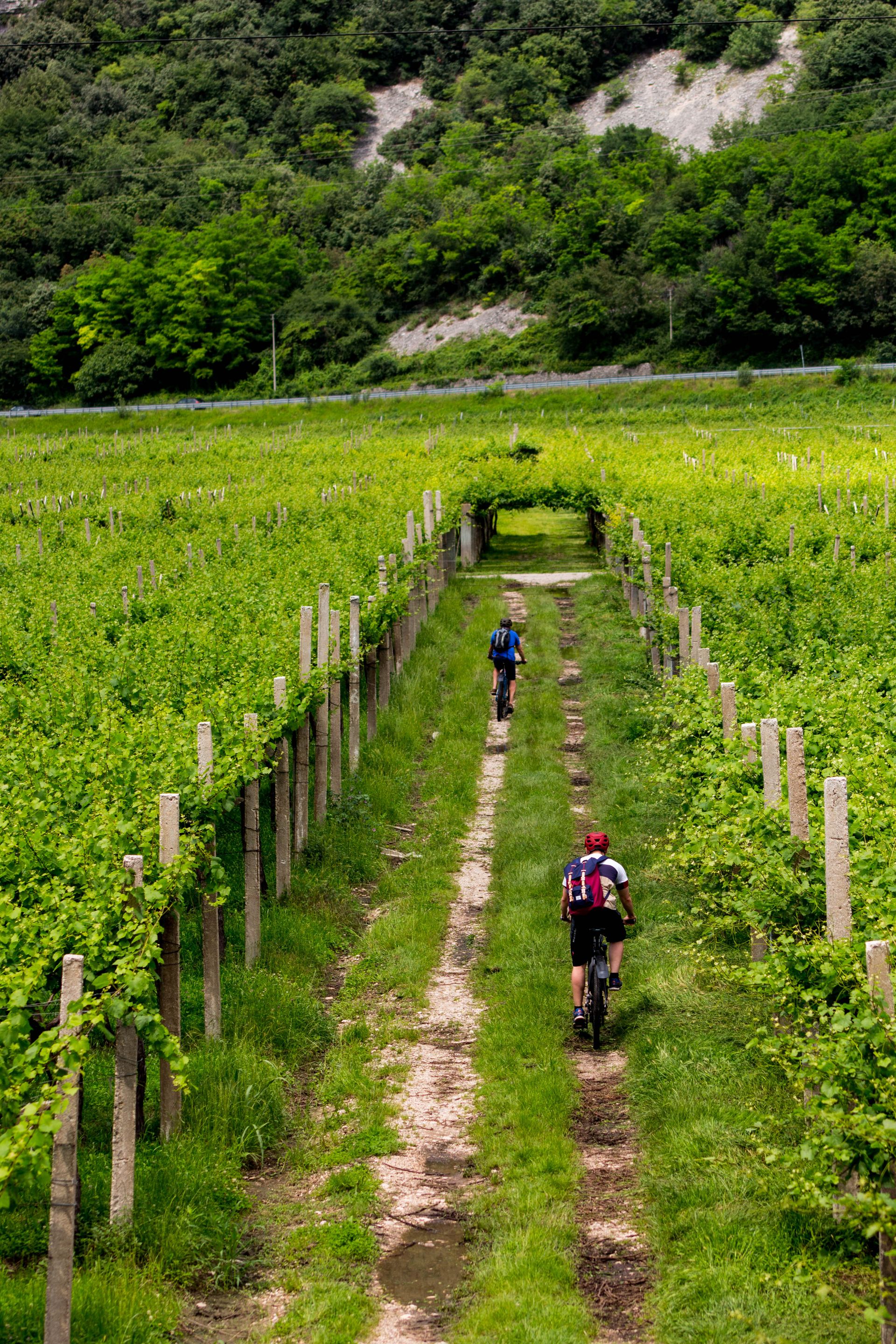 Mountain bikers riding between vineyard rows